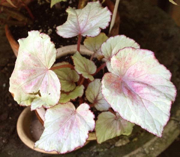 B. ‘Carolina Moon’